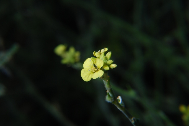 Rapistrum rugosum s.l.